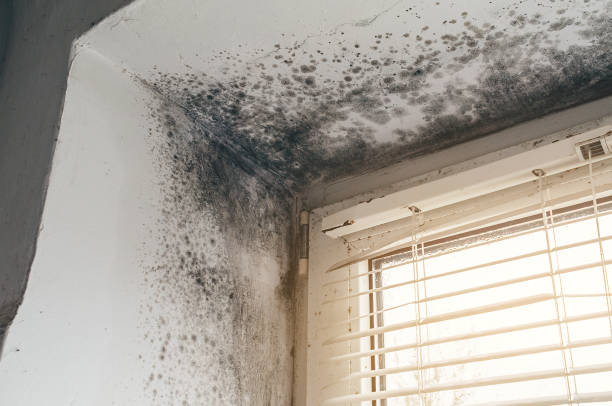 Affordable Bathroom Mold Removal solutions in Zarephath, NJ